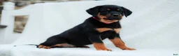 Rottweiler dogs for sale: Rottweiler 7 - Ad 2