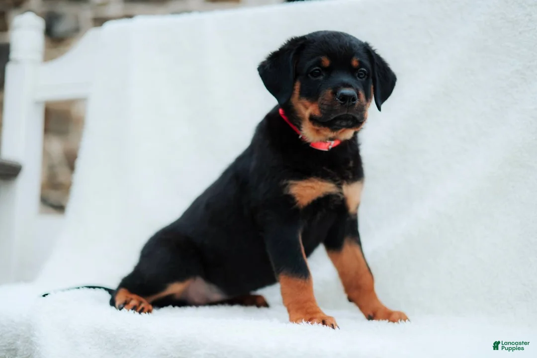 Rottweiler dogs for sale: Rottweiler 7 - Ad 2