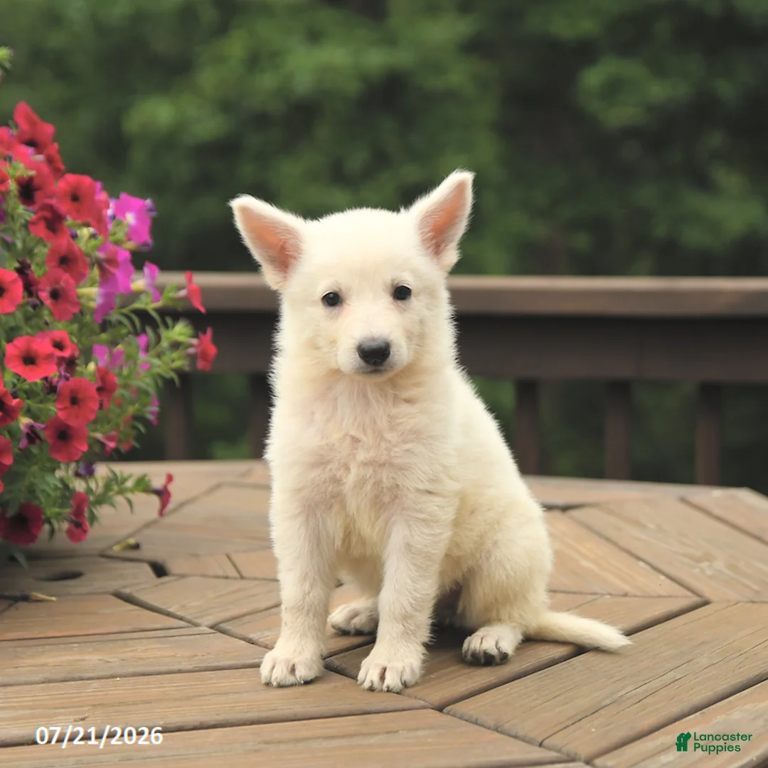 German Shepherd dogs for sale: Macaron - Ad 3