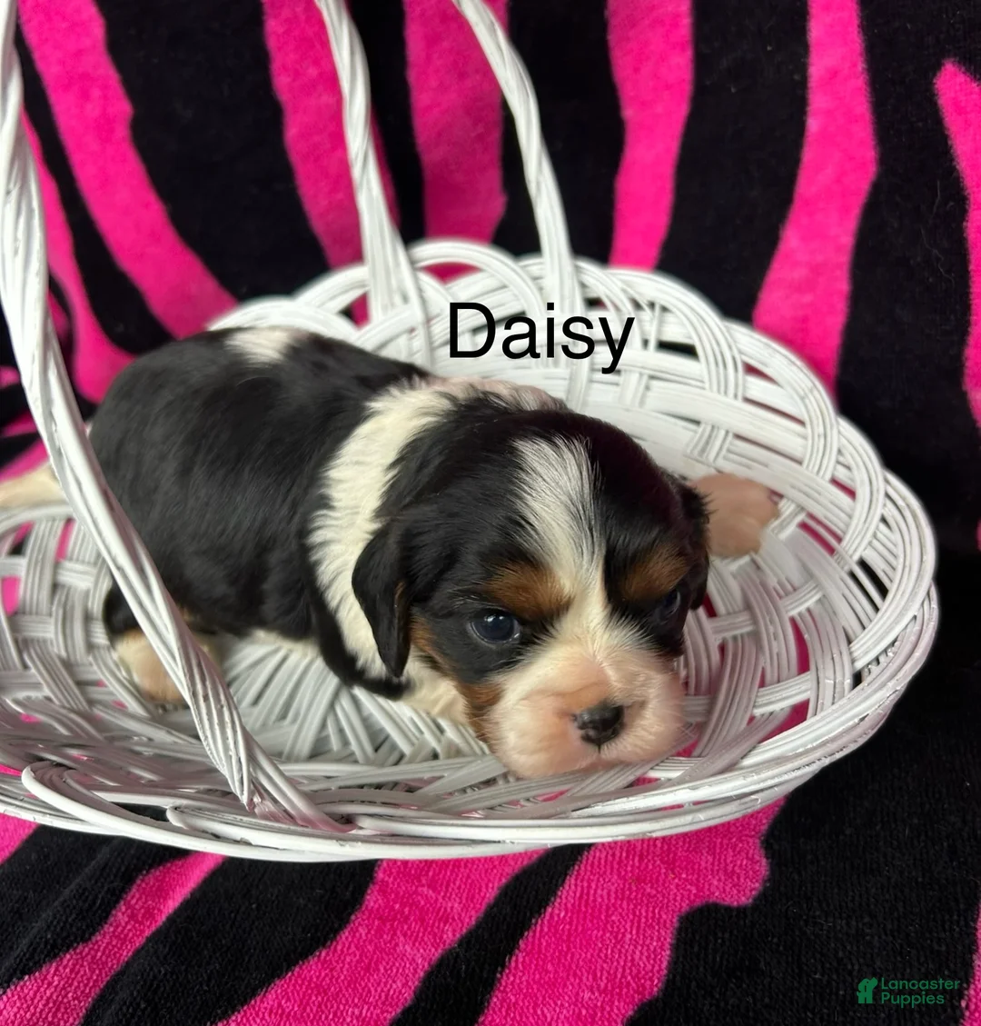 Cavalier King Charles Spaniel dogs for sale: Cavalier King Charles Spaniel Puppy 3 - Ad 2