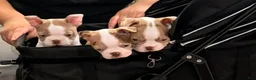 Boston Terrier dogs for sale: Reiina - Ad 8