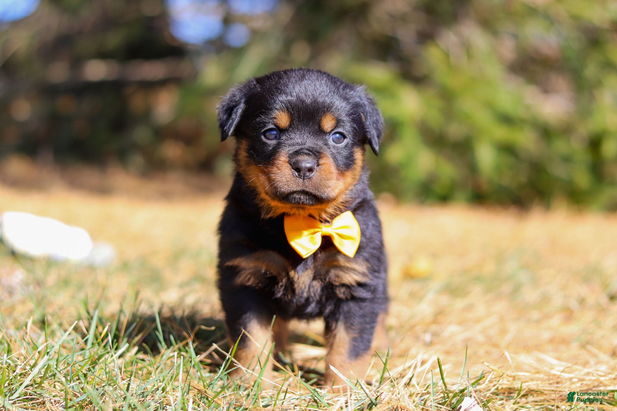 Rottweiler dogs Bruno - Ad 18