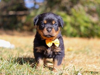 Rottweiler dogs Bruno - Ad 23