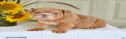 English Bulldog dogs for sale: Troy - Ad 4