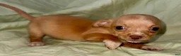 Chihuahua dogs for sale: April - Ad 2
