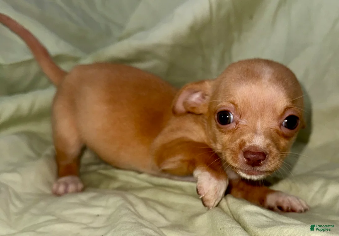 Chihuahua dogs for sale: April - Ad 2