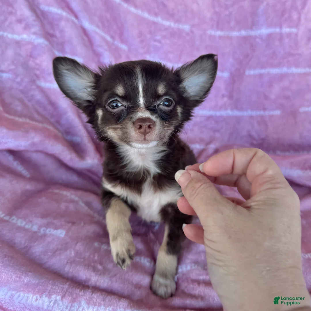 Chihuahua dogs for sale: Addison Chocolate Tri LC - Ad 4