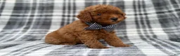 Cavapoo dogs for sale: Axel - Ad 9