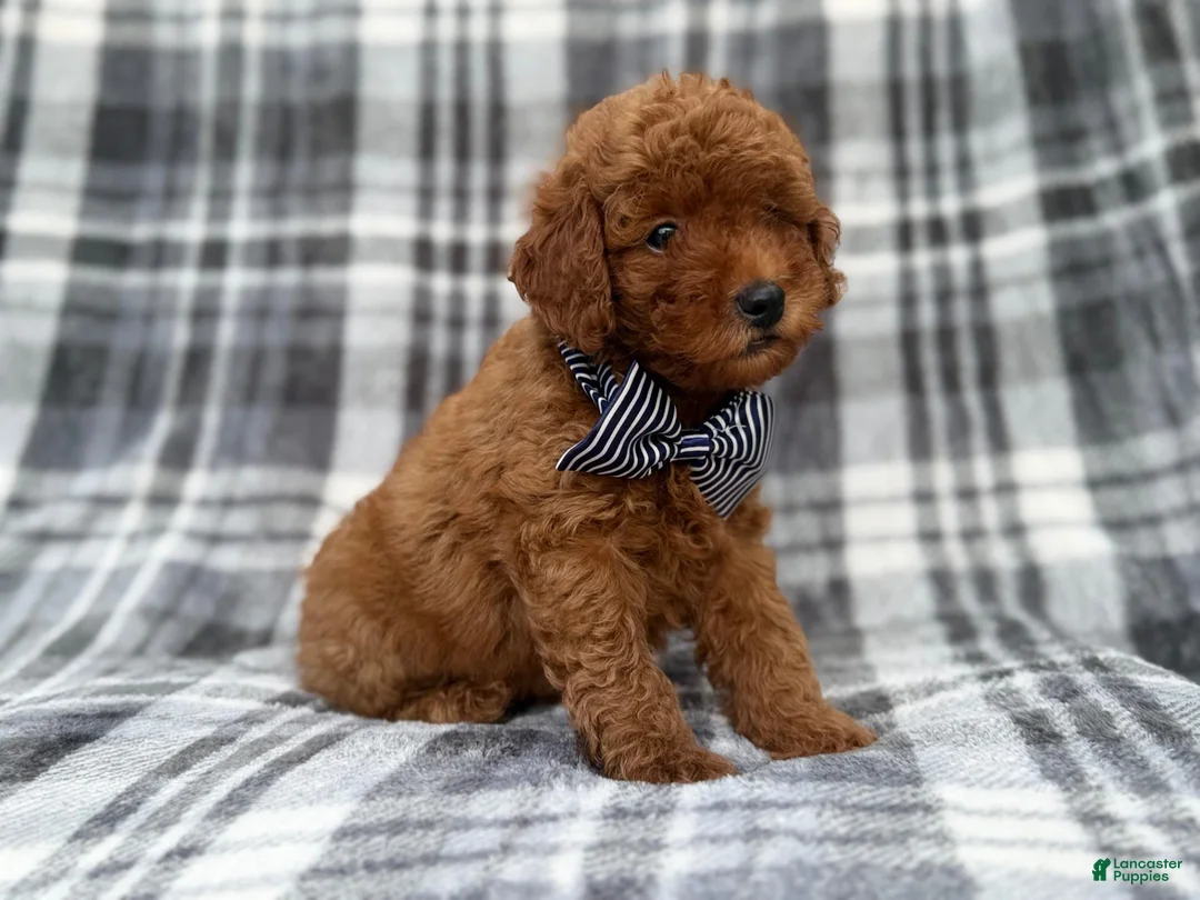 Cavapoo dogs for sale: Axel - Ad 9