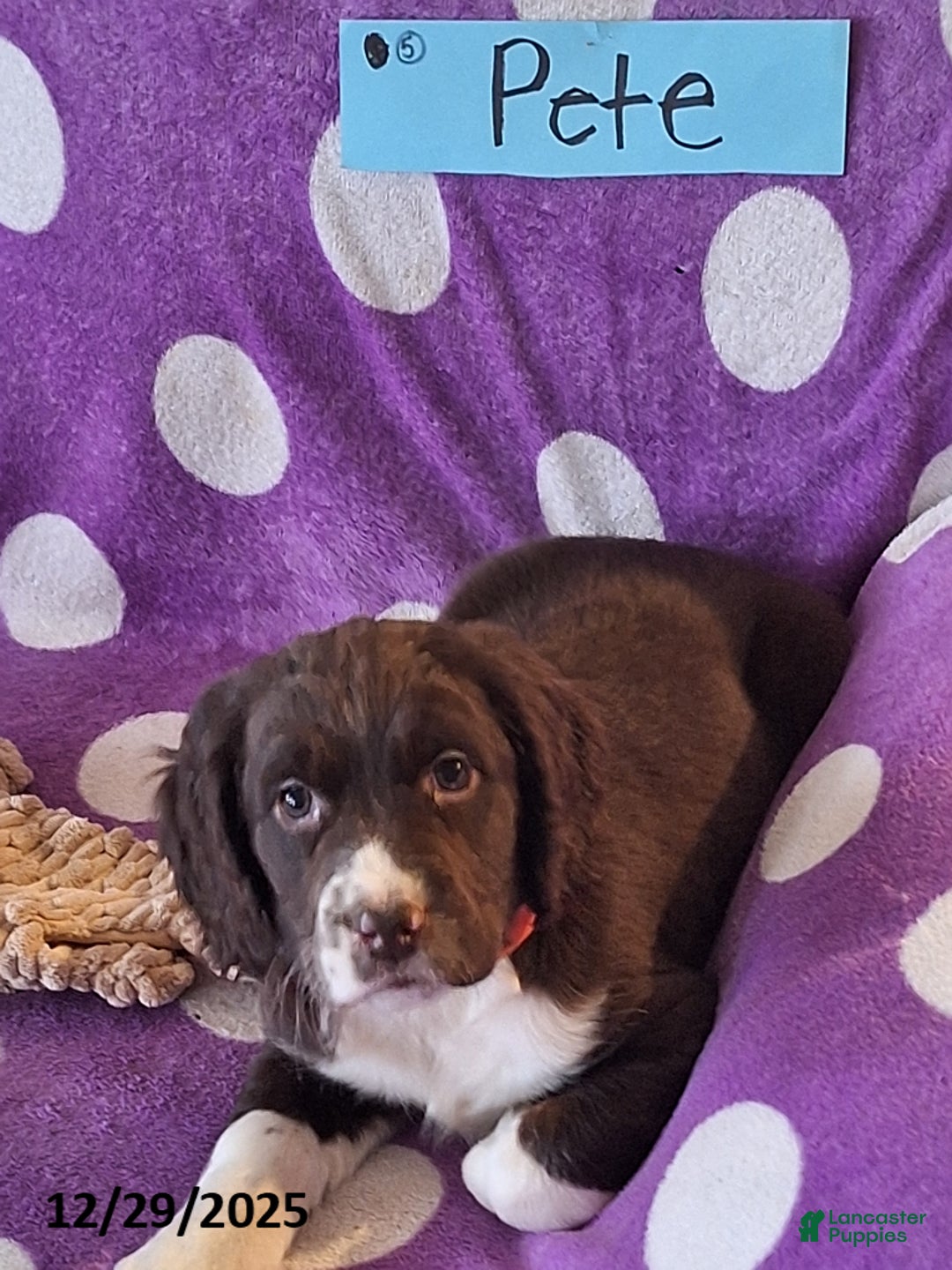 English Springer Spaniel dogs for sale: Pete - Ad 5