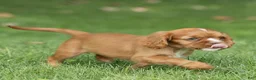 Cavalier King Charles Spaniel dogs for sale: Bubbles Cavalier King Charles Spaniel  - Ad 5