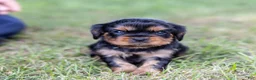 Cavalier King Charles Spaniel dogs for sale: Spanky - Ad 13