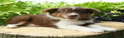 Australian Shepherd dogs for sale: Simba - Ad 2