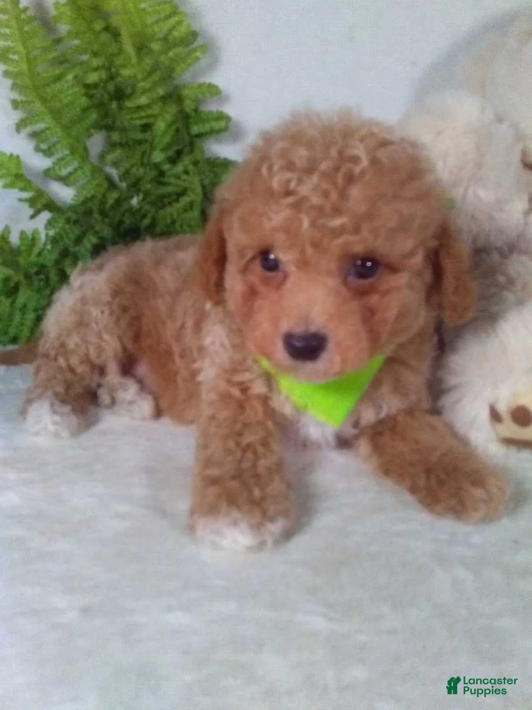 Bichpoo dogs for sale: Jax - Ad 2