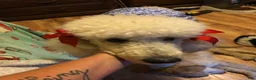 Standard Poodle dogs for sale: Standard Poodle 1 - Ad 2