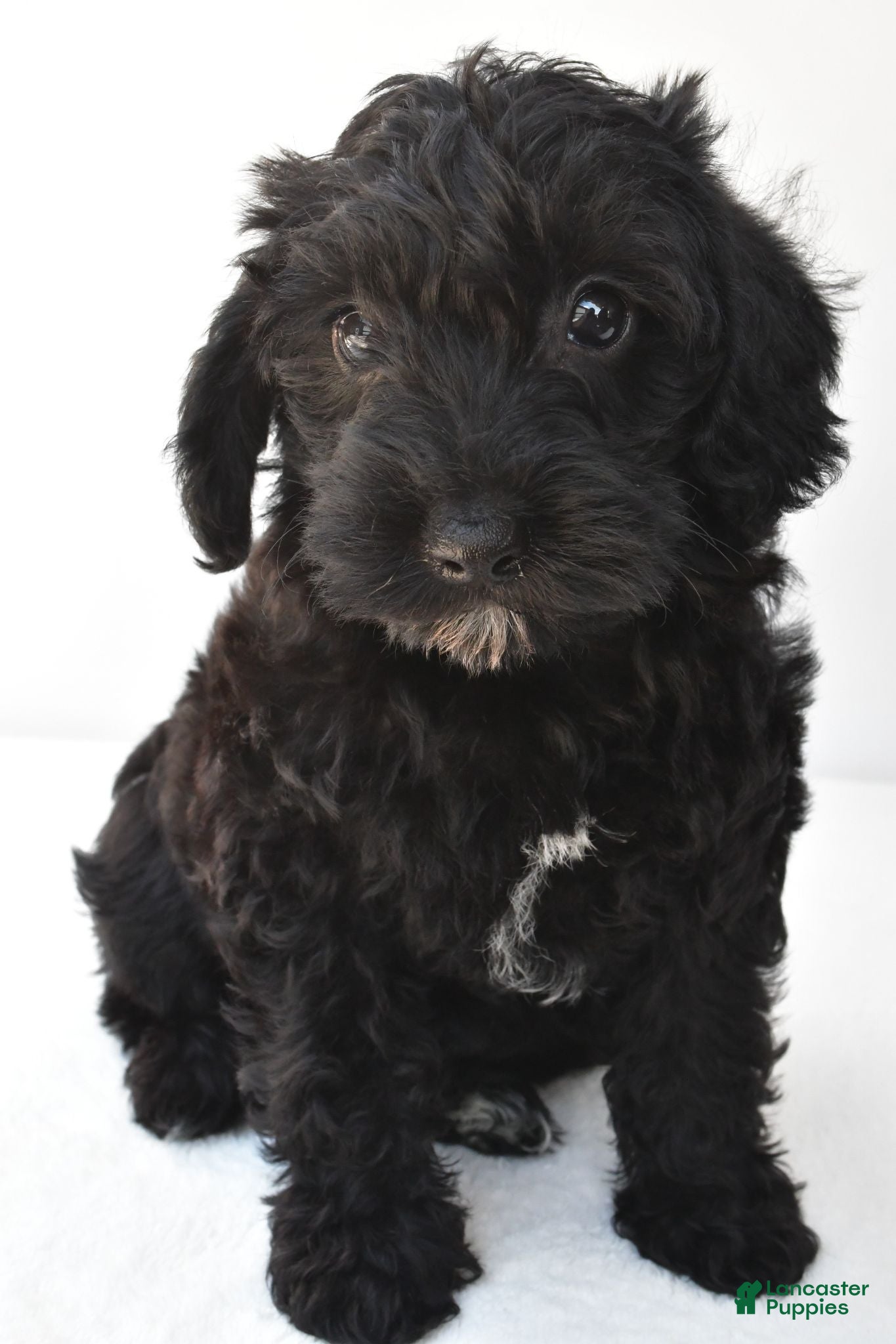 Schnoodle dogs Zoey - Ad 2