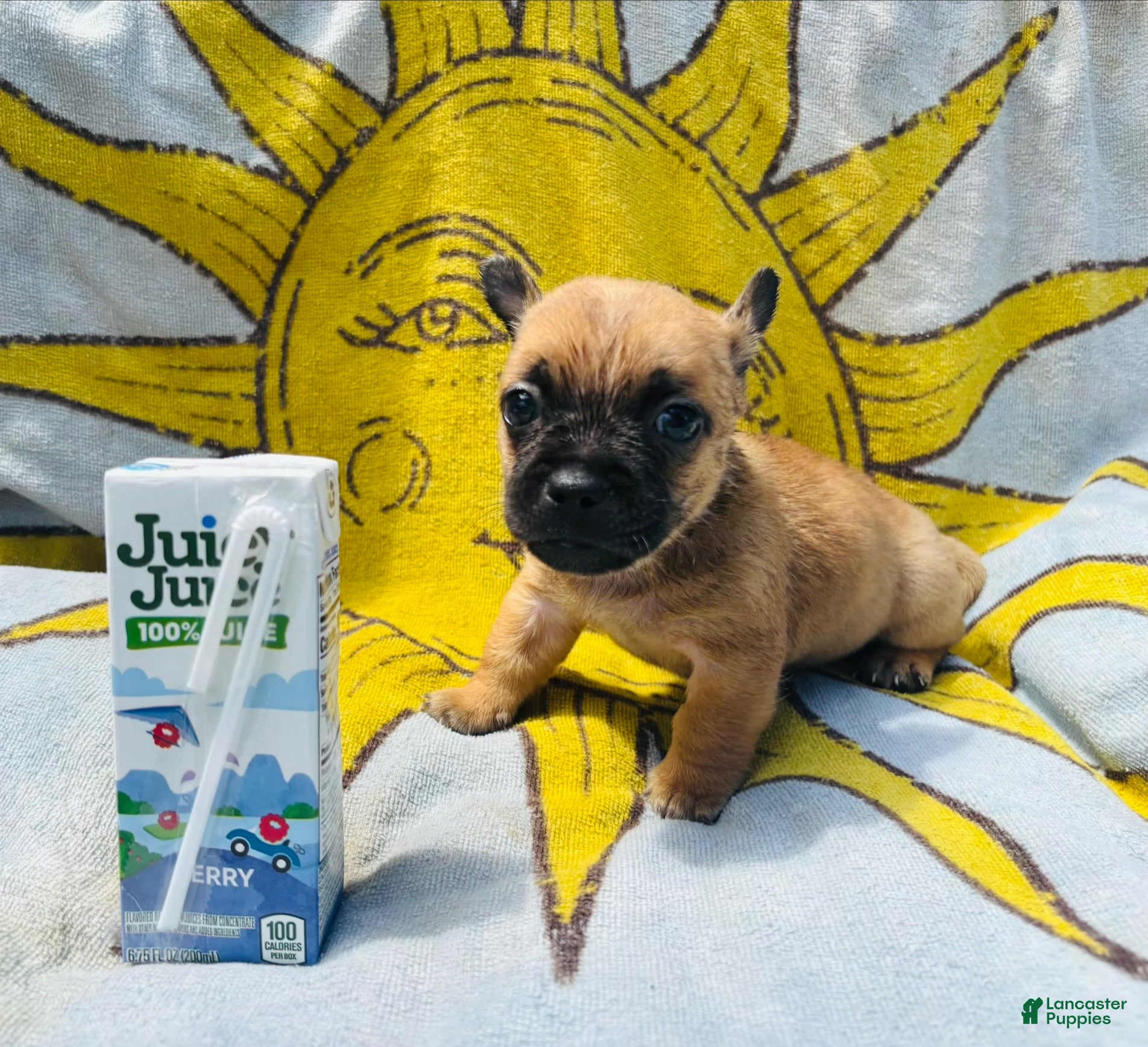 Chihuahua dogs Chihuahua 1 - Ad 15