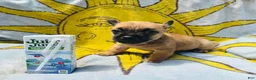 Chihuahua dogs for sale: Chihuahua 1 - Ad 1