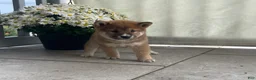 Shiba Inu dogs for sale: Cleo - Ad 3