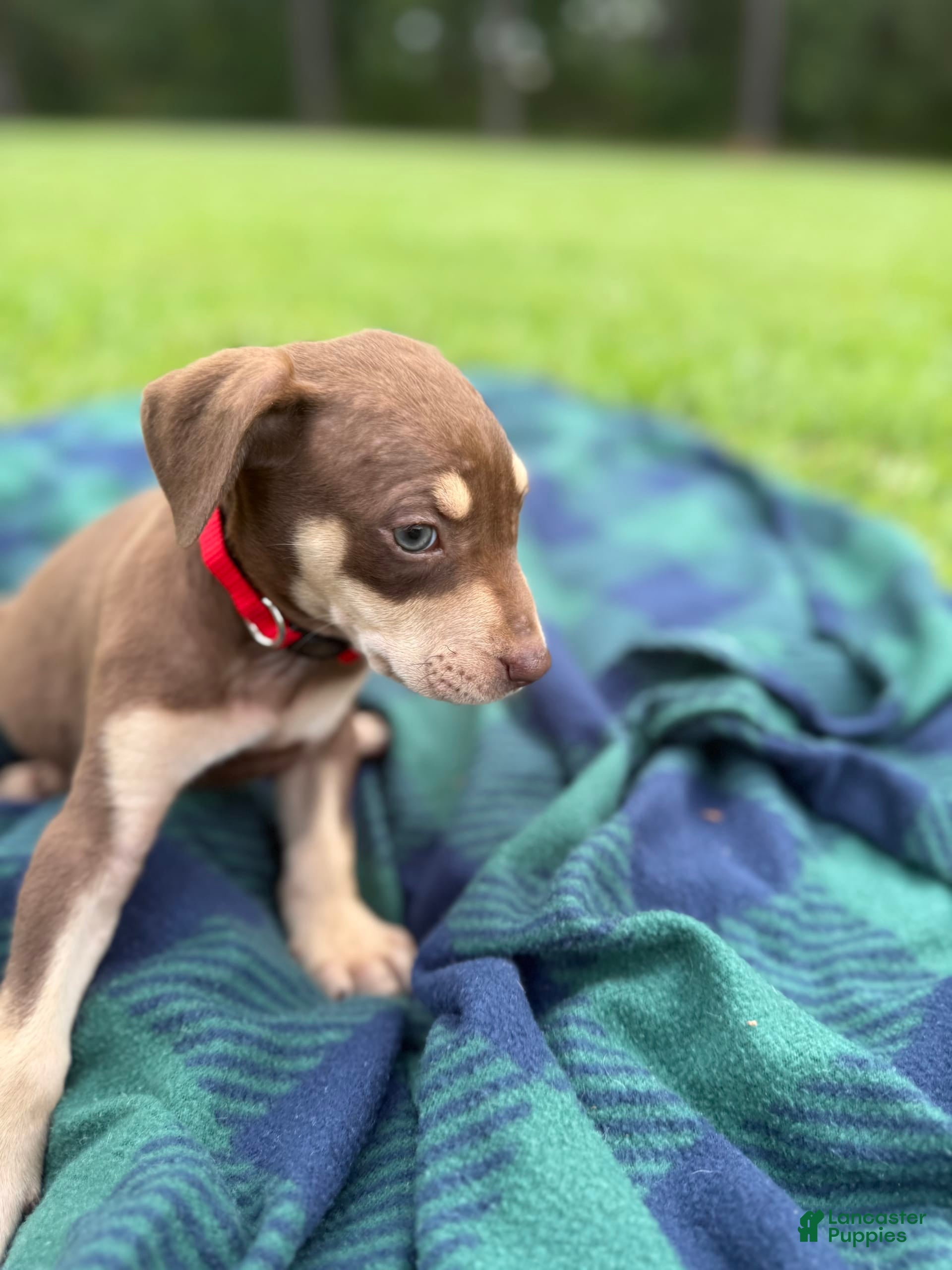 Tan Catahoula Lab Mix Full Grown Catahoula Lab Mix Catahoula Lab