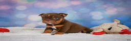English Bulldog dogs for sale: Chloe - Ad 10