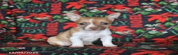 Chihuahua dogs for sale: Pepper - Ad 4