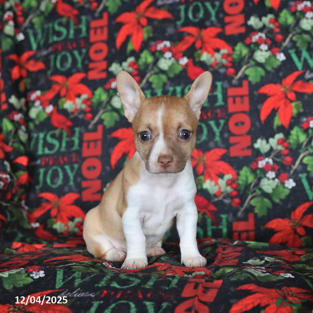 Chihuahua dogs for sale: Pepper - Ad 4