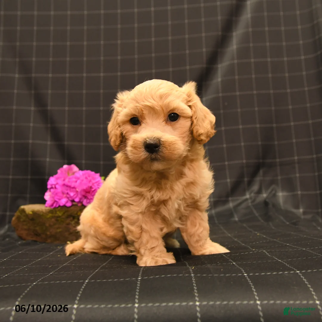 Maltipoo dogs for sale: Sawyer - Ad 1