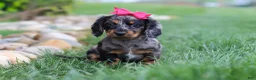 Miniature Dachshund dogs for sale: Lucy - Ad 9