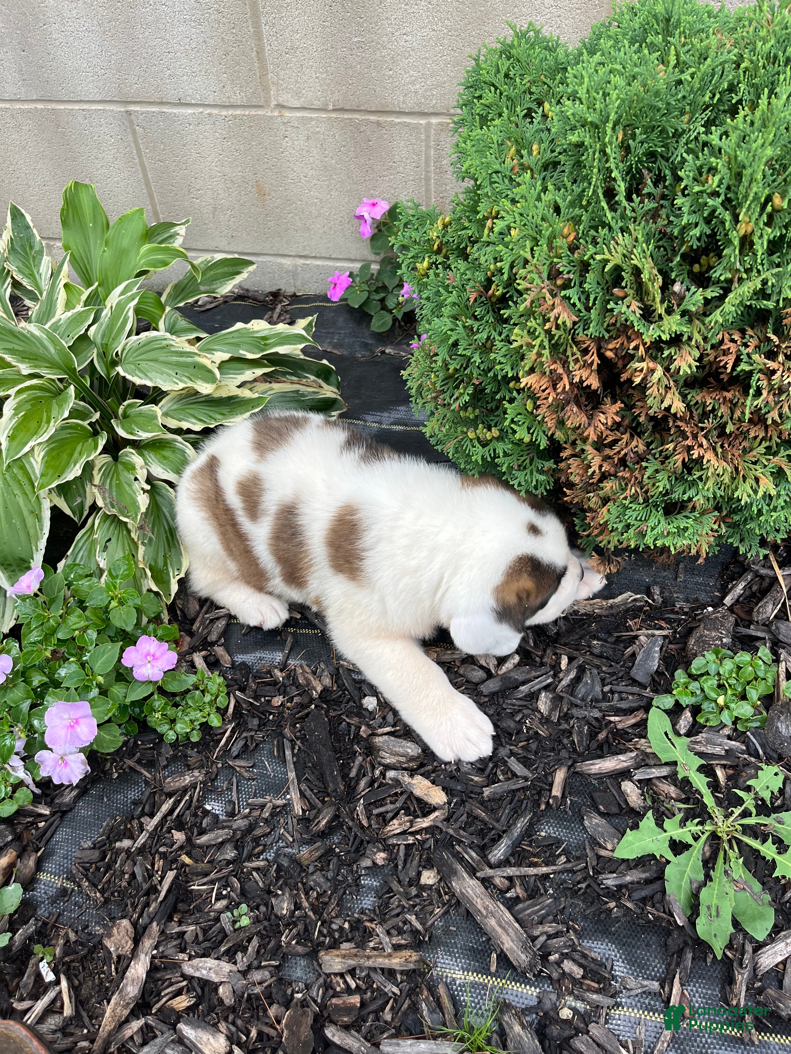 Saint Bernard dogs Saint Bernard 7 - Ad 2