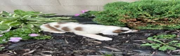 Saint Bernard dogs for sale: Saint Bernard 7 - Ad 2