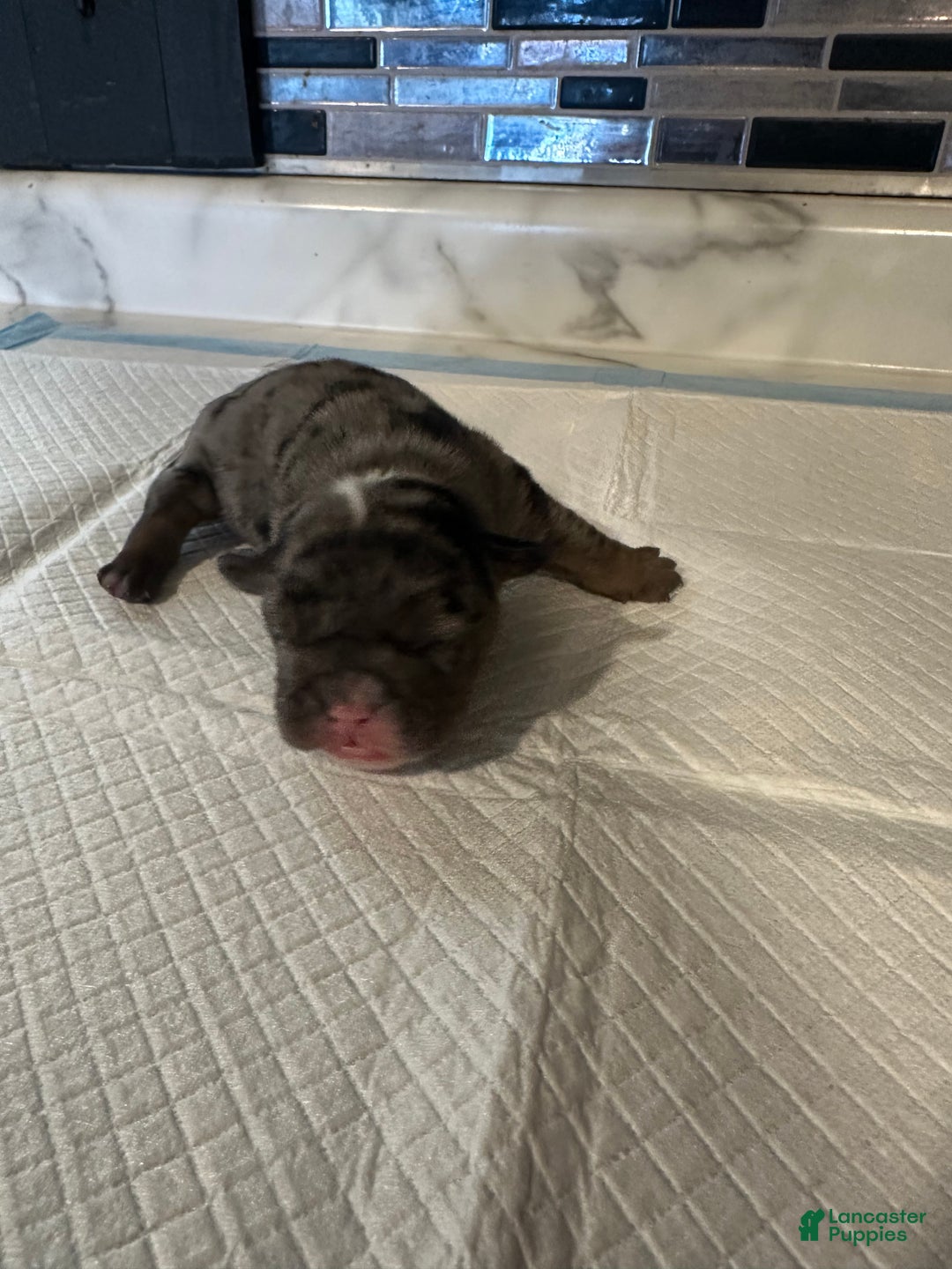 English Bulldog dogs for sale: Blue Fawn Merle Boy  - Ad 23