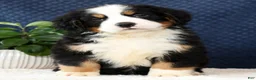 Bernese Mountain Dog dogs for sale: Zeke - Ad 6