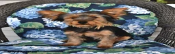 Yorkshire Terrier dogs for sale: Ranger - Ad 3