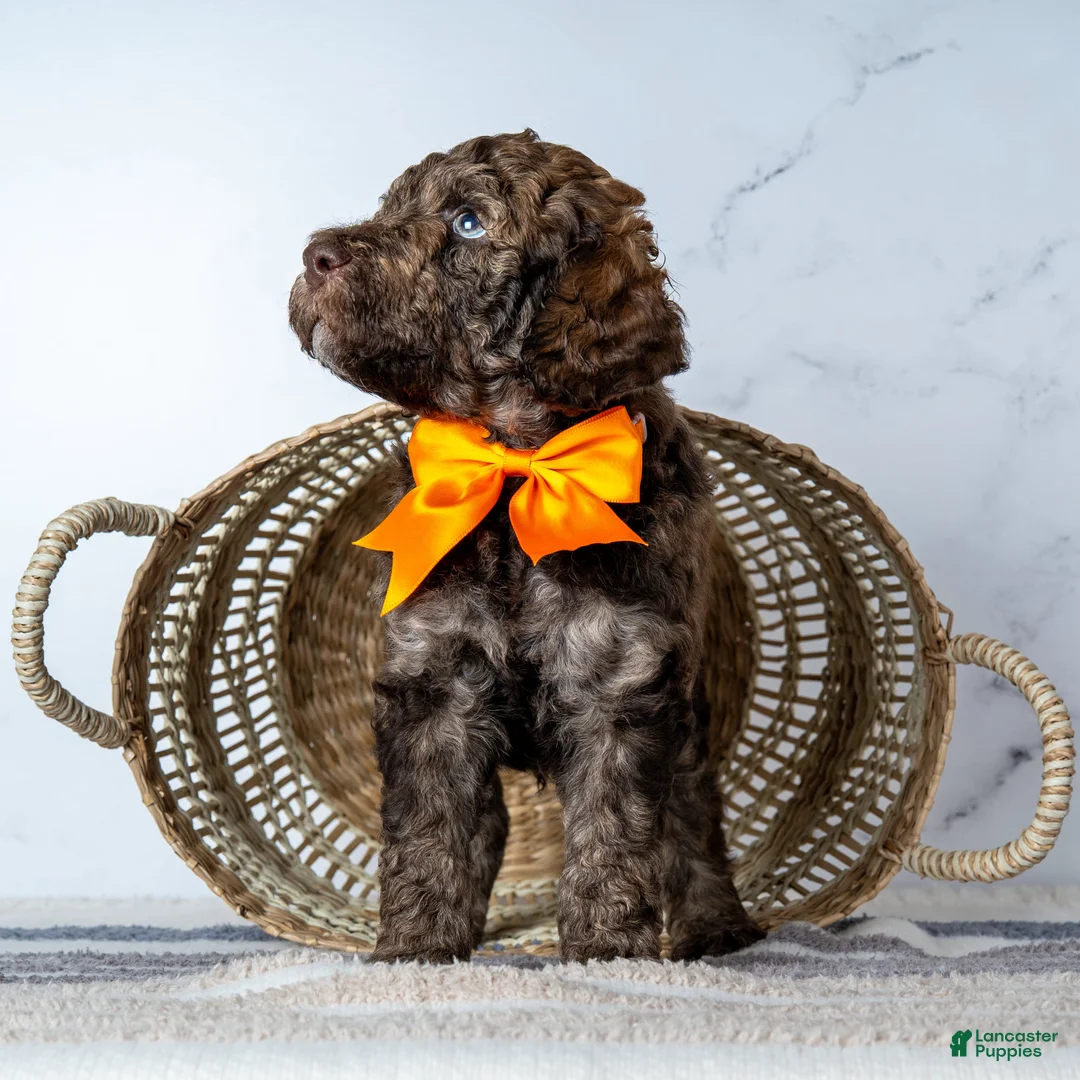 Goldendoodle dogs for sale: Mr. Cortado - Chocolate Phantom Merle Goldendoodle - Ad 2