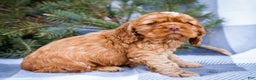 Cocker Spaniel dogs for sale: Tony - Ad 6