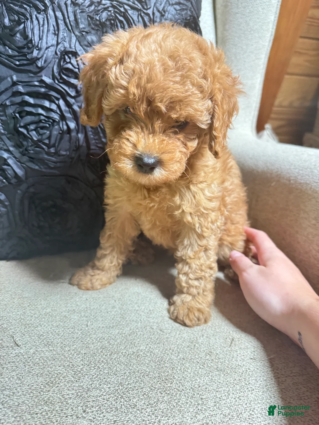 Cavapoo dogs for sale: Millie - Ad 2