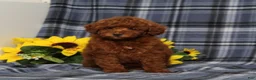 Miniature Poodle dogs for sale: Clue Junior - Ad 1