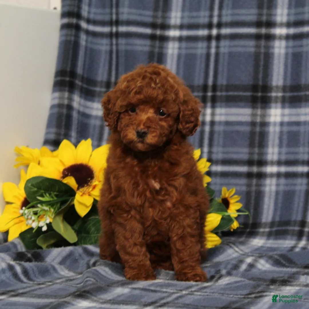 Miniature Poodle dogs for sale: Clue Junior - Ad 1