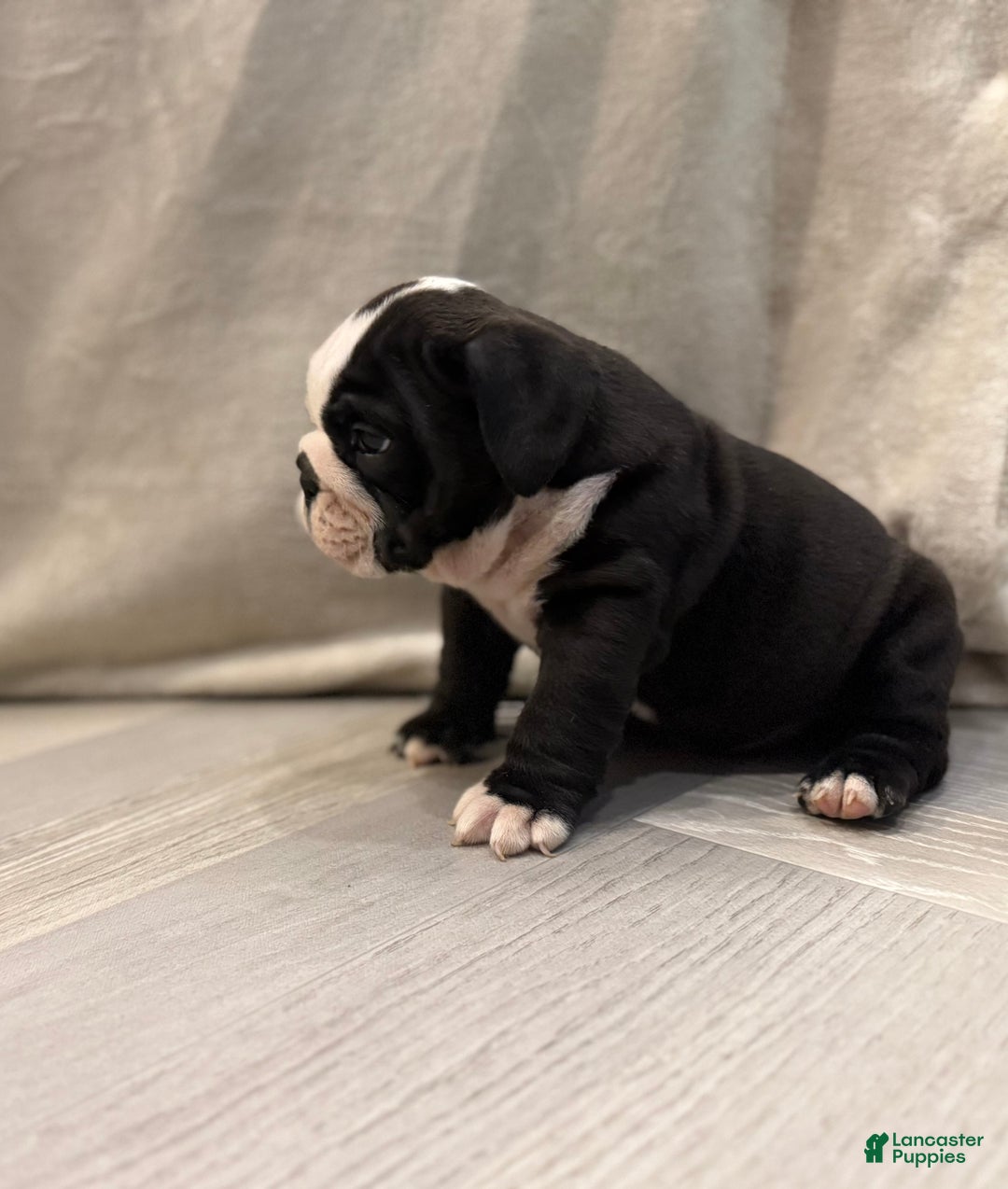 English Bulldog dogs for sale: Cindy Lou  - Ad 5