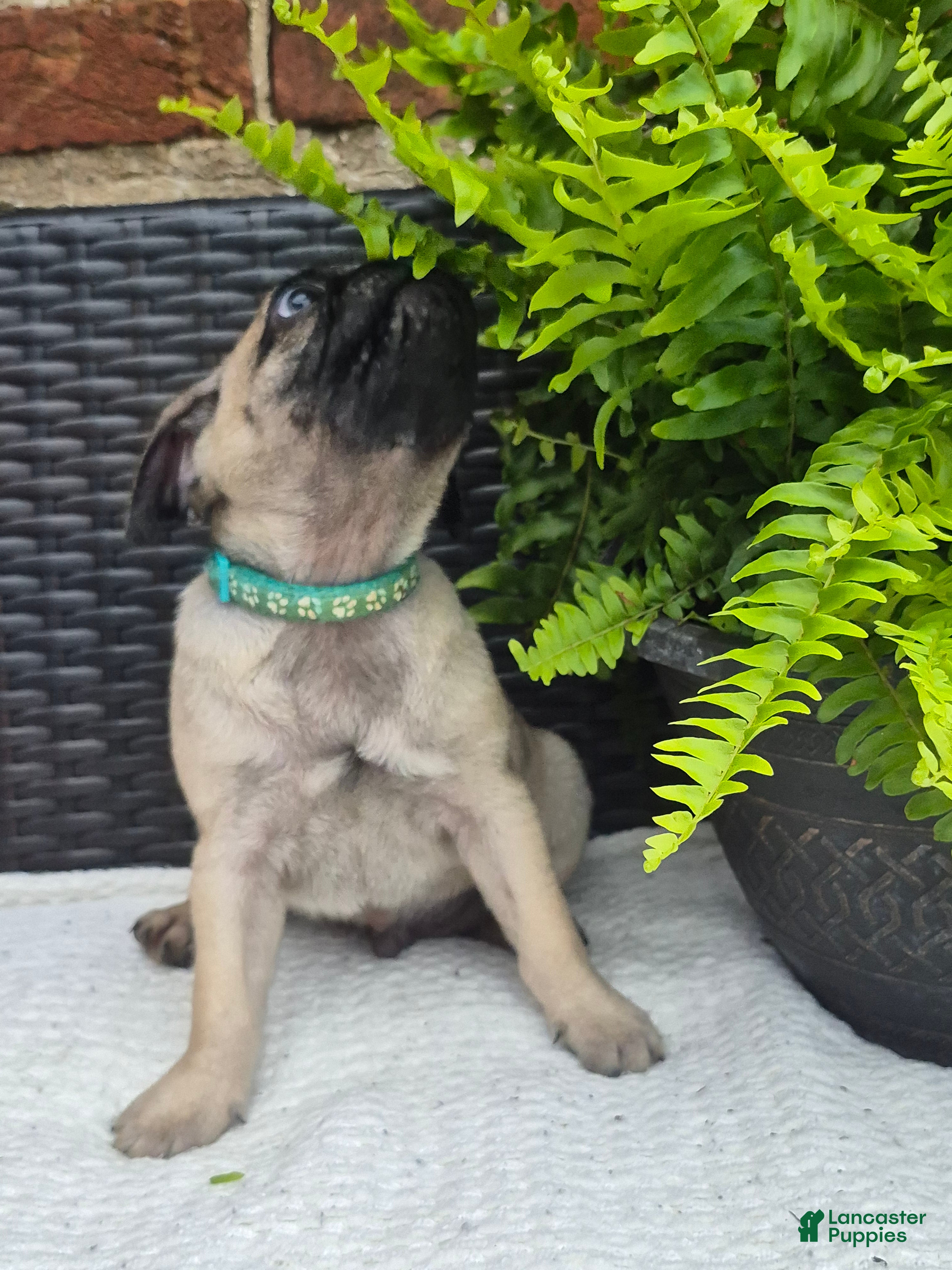 Pug dogs Cedar - Ad 2