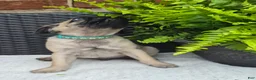 Pug dogs for sale: Cedar - Ad 2