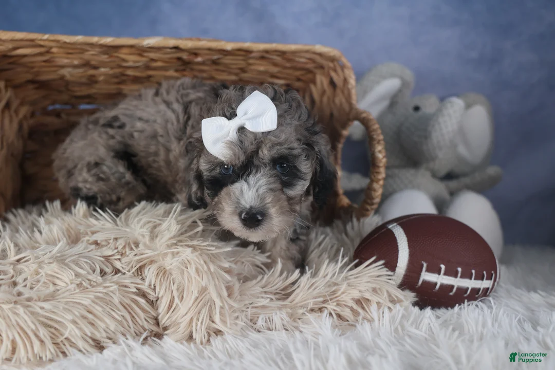 Miniature Poodle dogs for sale: Remington  - Ad 8