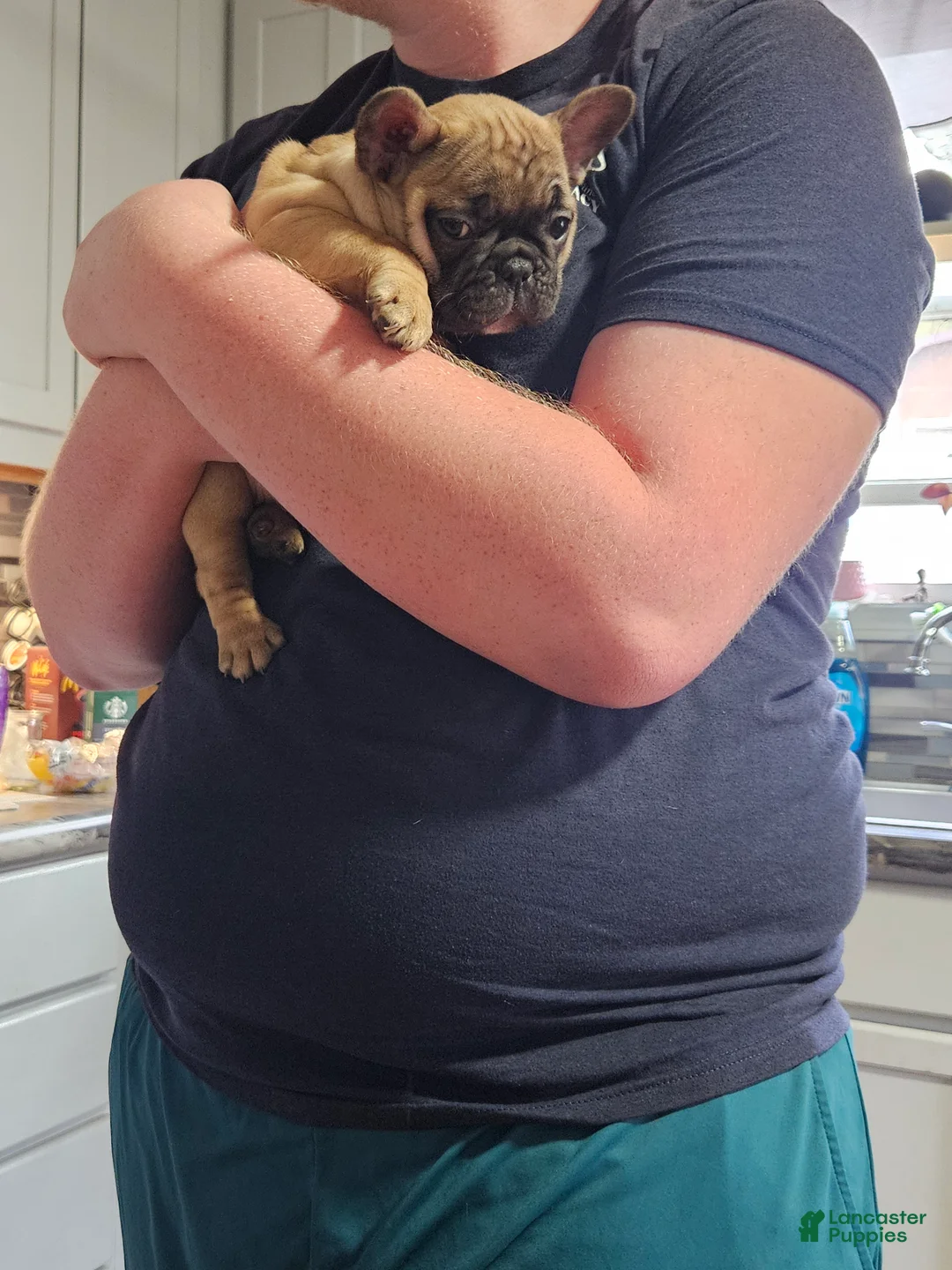 French Bulldog dogs for sale: French Bulldog Puppy 1 - Ad 2