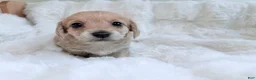 Mixed Breed dogs for sale: Miranda - Ad 4