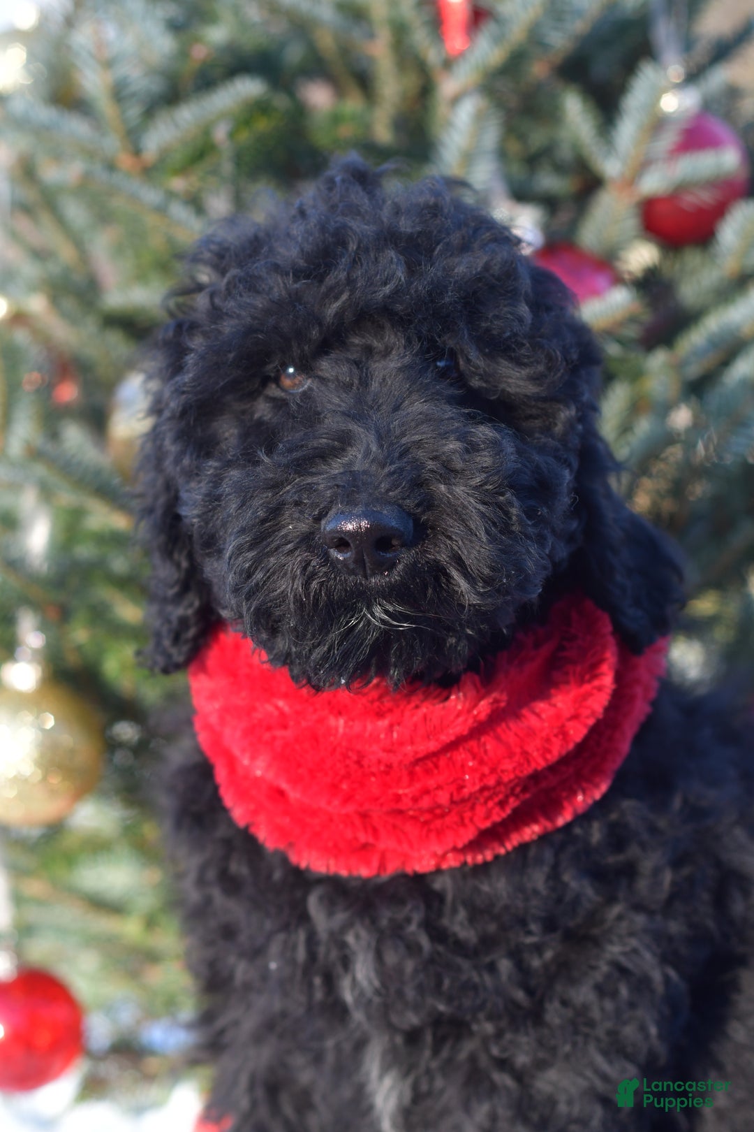 Standard Poodle dogs for sale: Cole - Ad 9