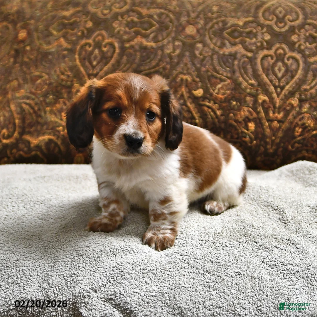 Miniature Dachshund dogs for sale: Starlight - Ad 4