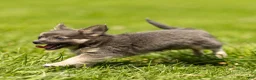 Chihuahua dogs for sale: Waylon Chihuahua Puppy  - Ad 9