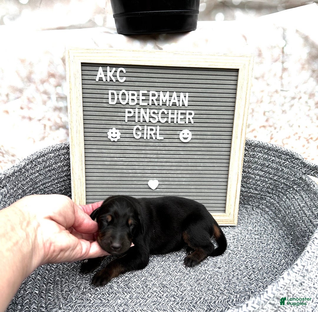 Doberman Pinscher dogs for sale: Black girl - Ad 4