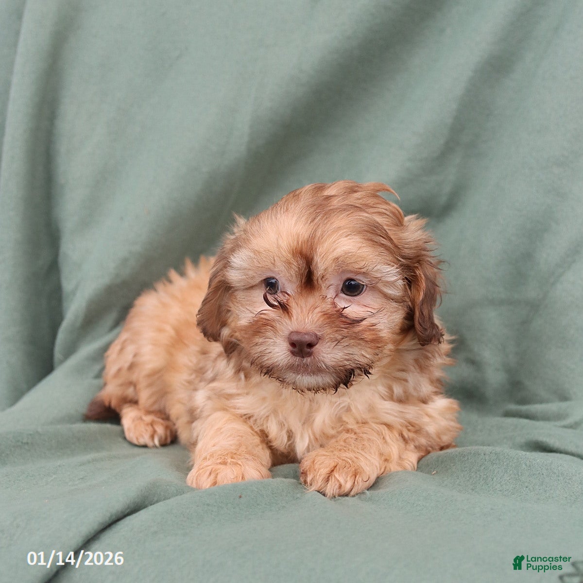 Shihpoo dogs Lance  - Ad 2
